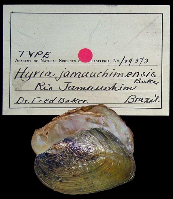 specimen