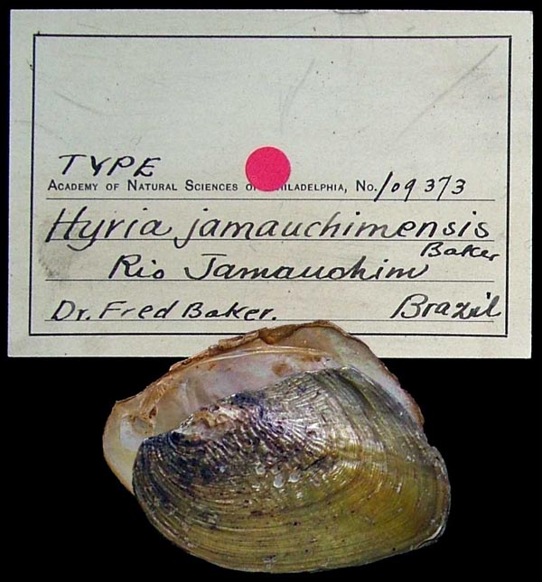 specimen