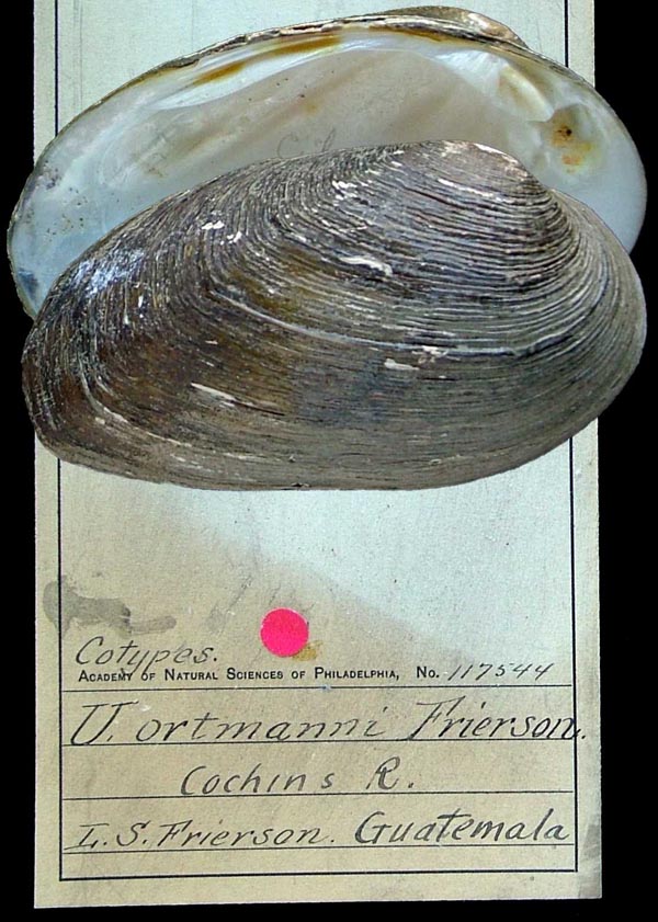 specimen