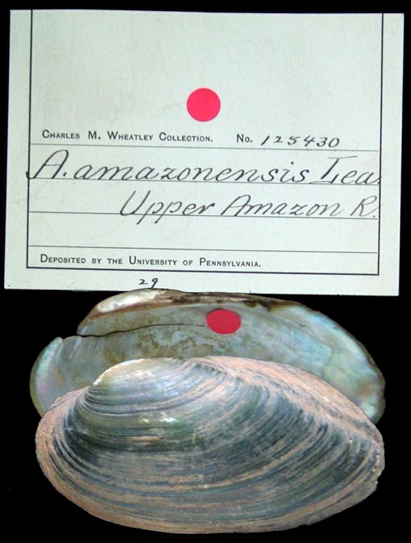 specimen