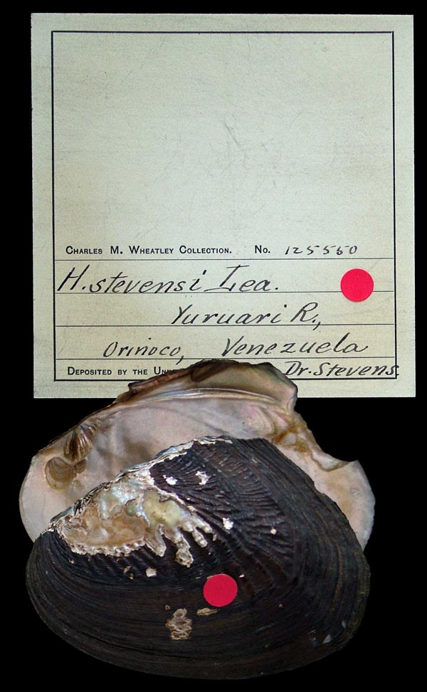 specimen