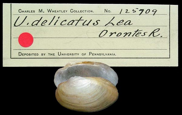 specimen