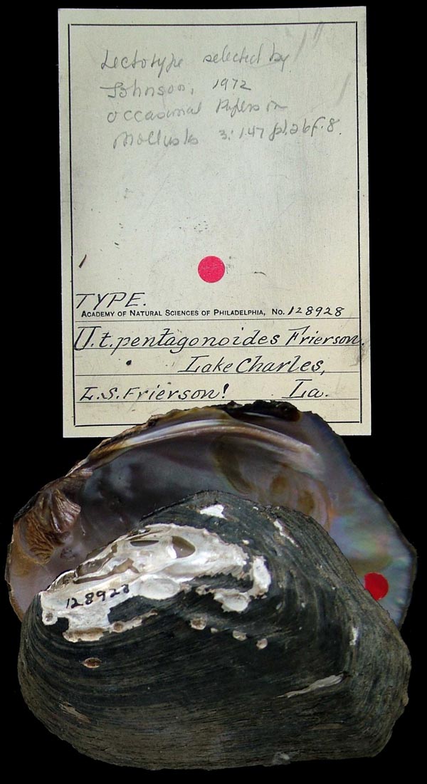 specimen