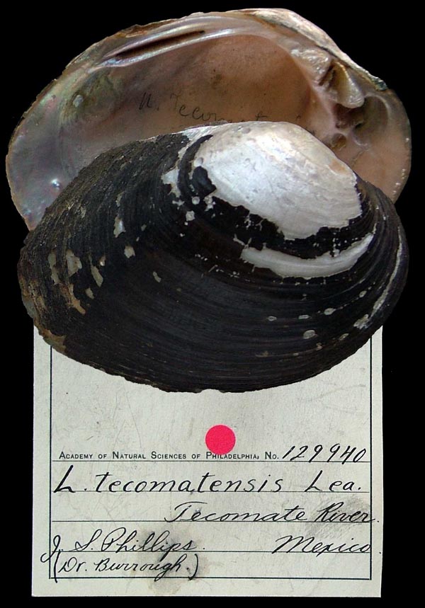 specimen