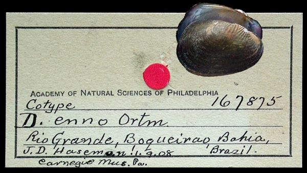 specimen