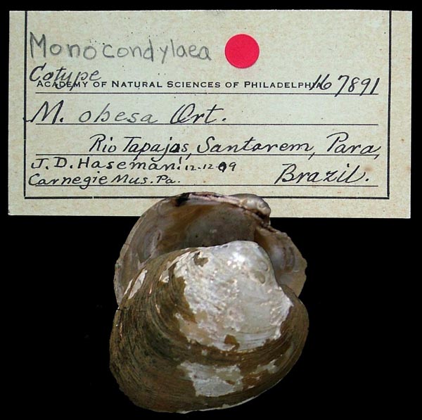specimen