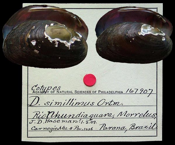 specimen