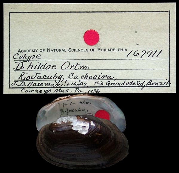 specimen
