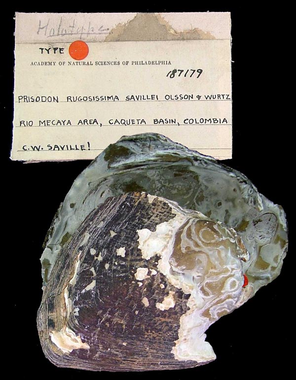 specimen