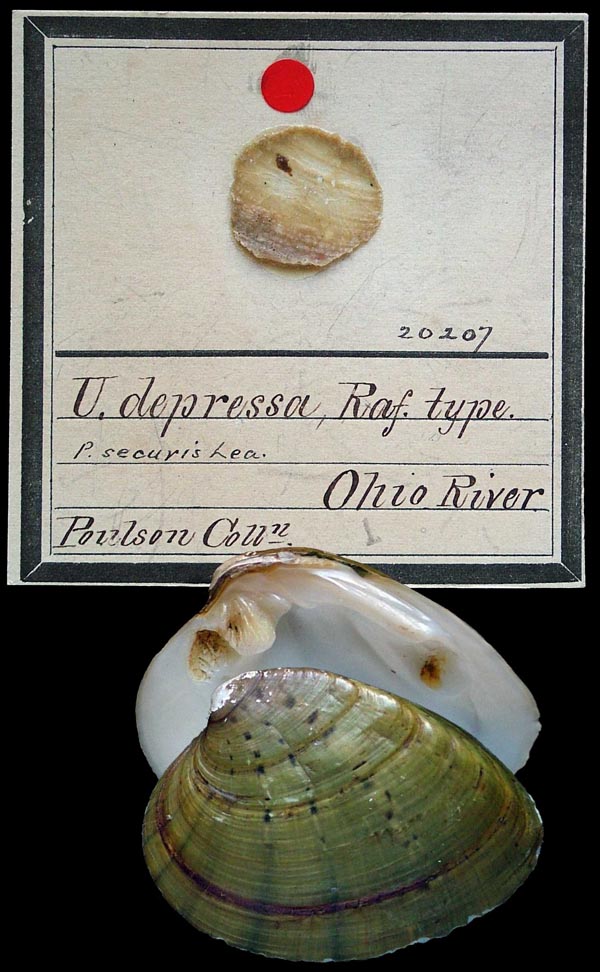 specimen