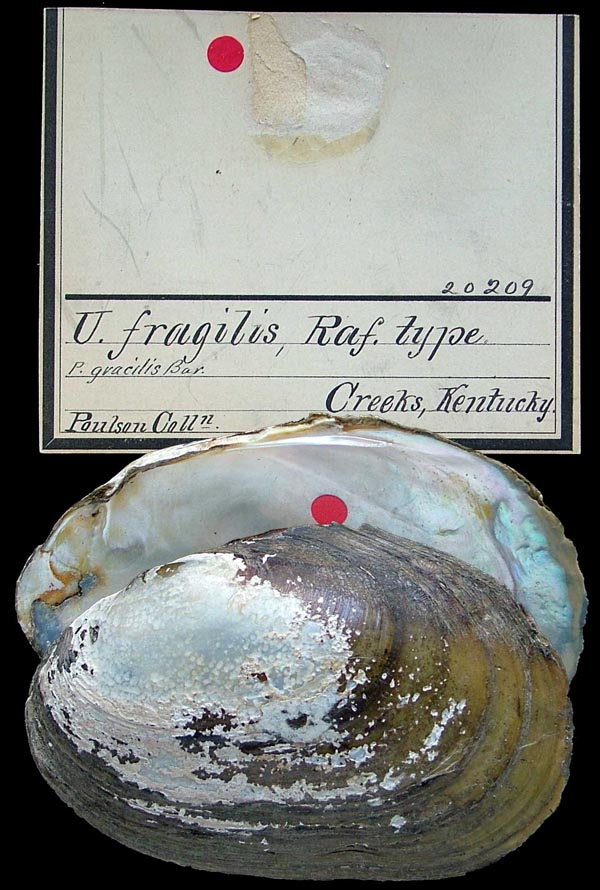specimen