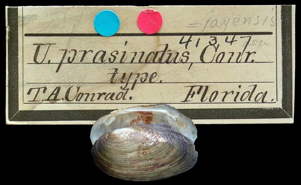 specimen