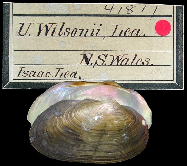 specimen