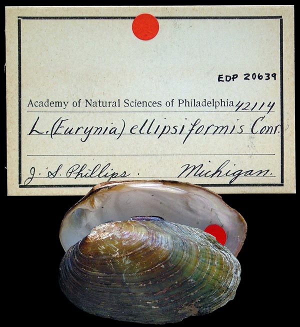 specimen