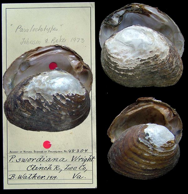 specimen
