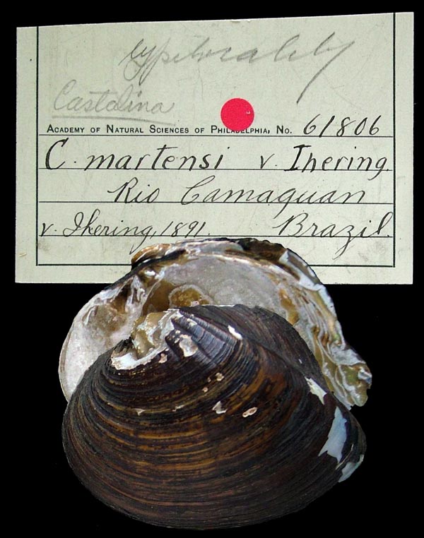 specimen