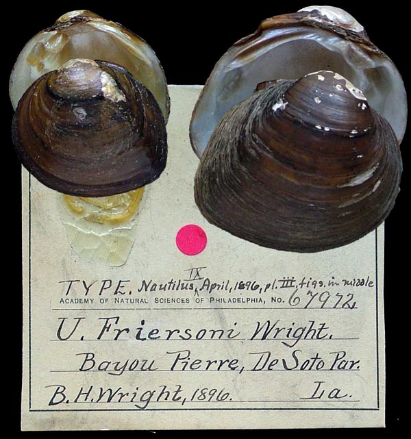 specimen