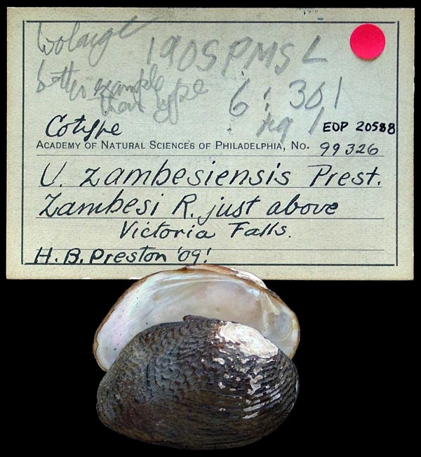 specimen