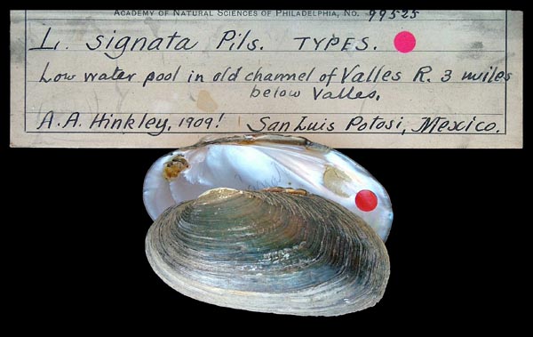 specimen