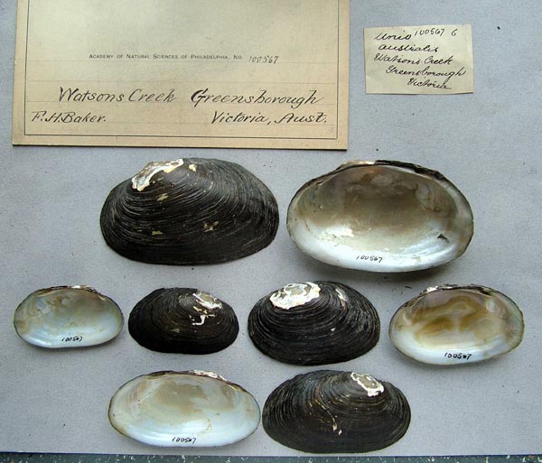 specimen