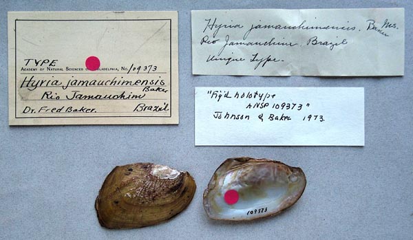 specimen