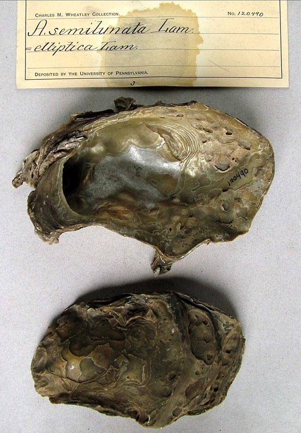 specimen