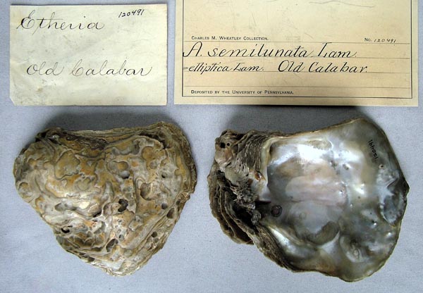 specimen
