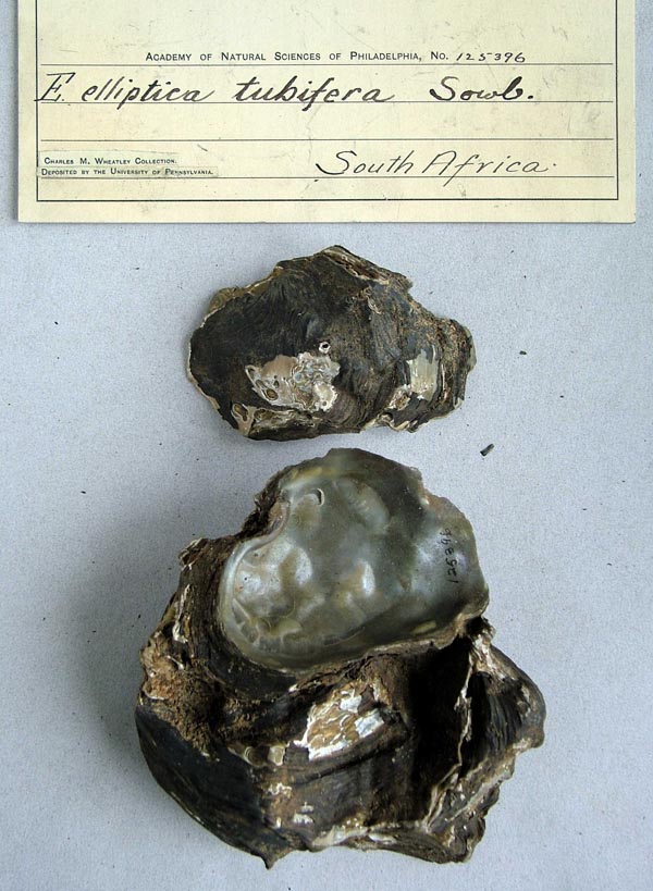 specimen