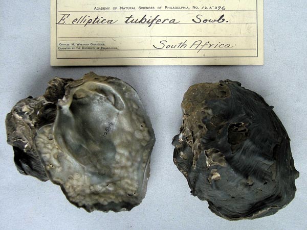 specimen
