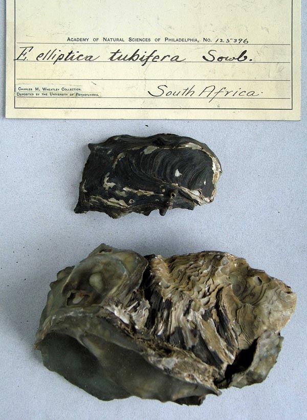 specimen