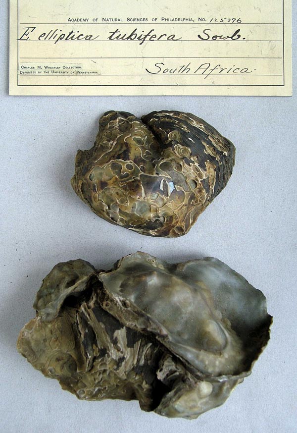 specimen