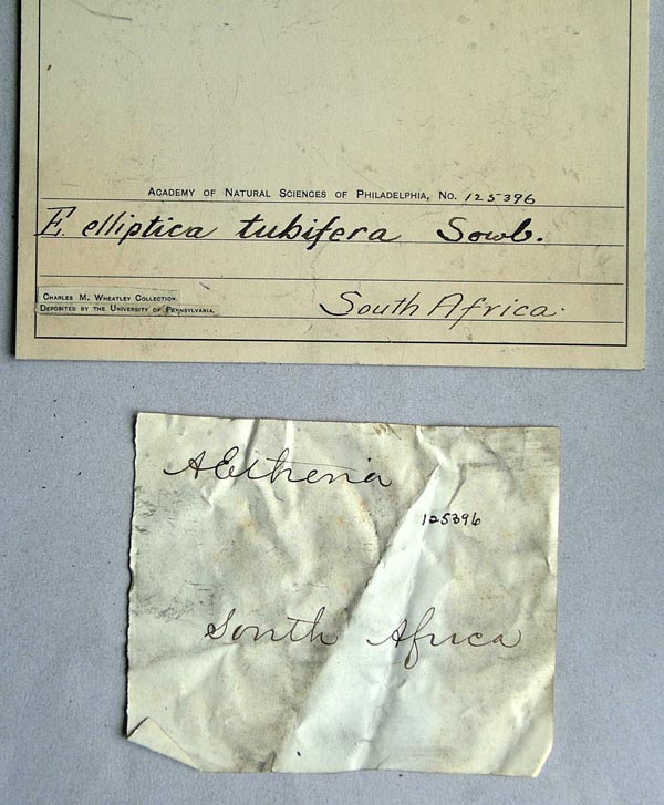 specimen