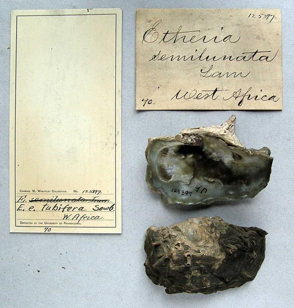 specimen