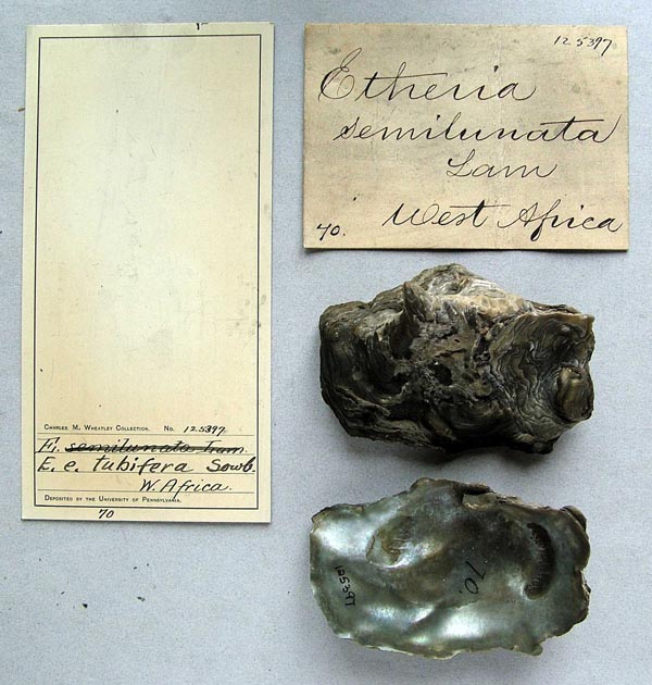 specimen