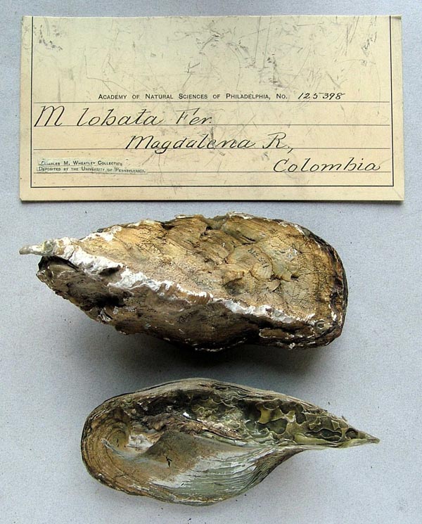 specimen