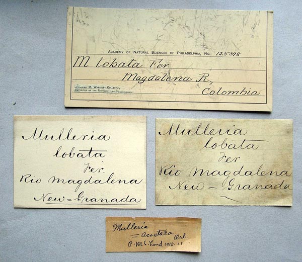 specimen