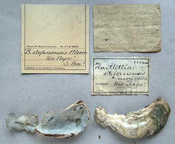 specimen