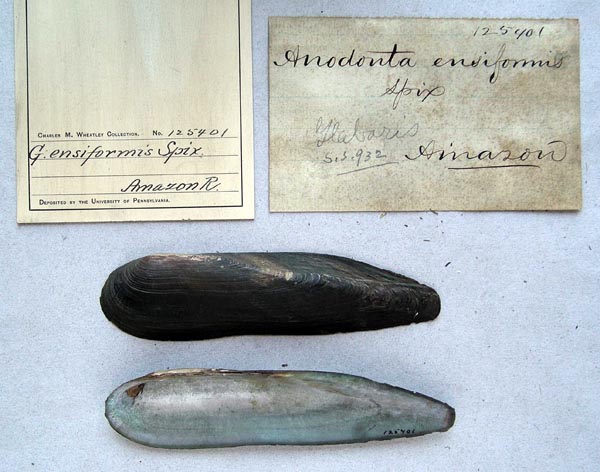specimen