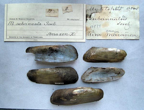 specimen