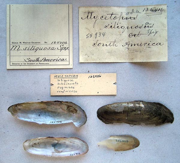 specimen