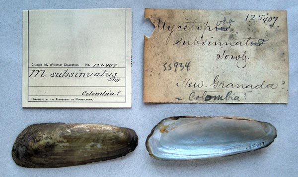 specimen