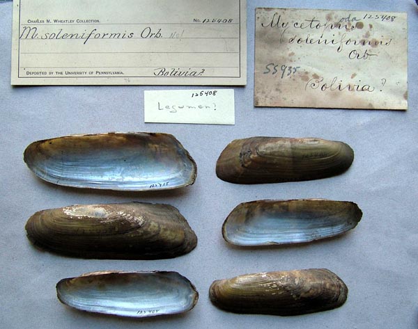 specimen