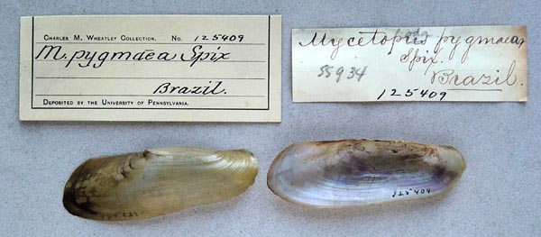 specimen