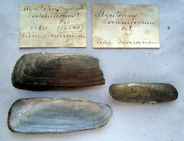 specimen