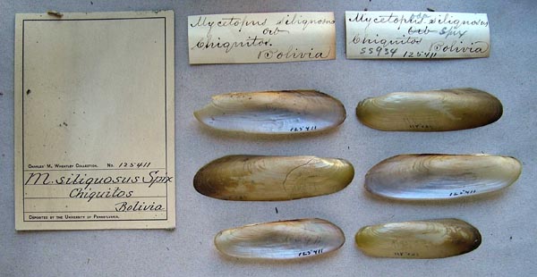 specimen