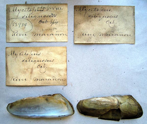 specimen