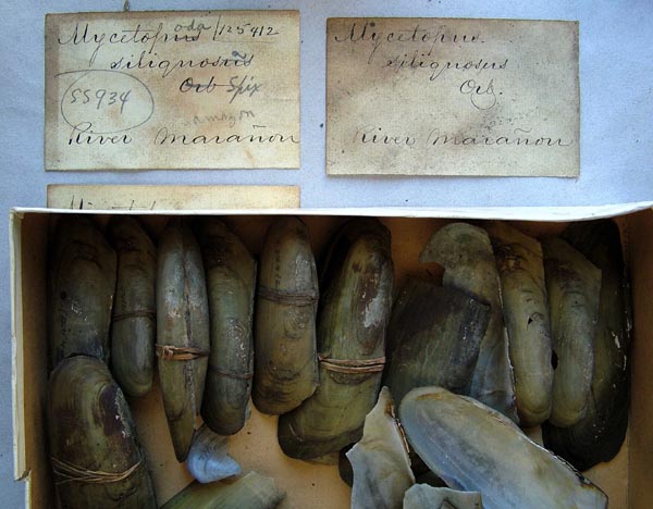 specimen