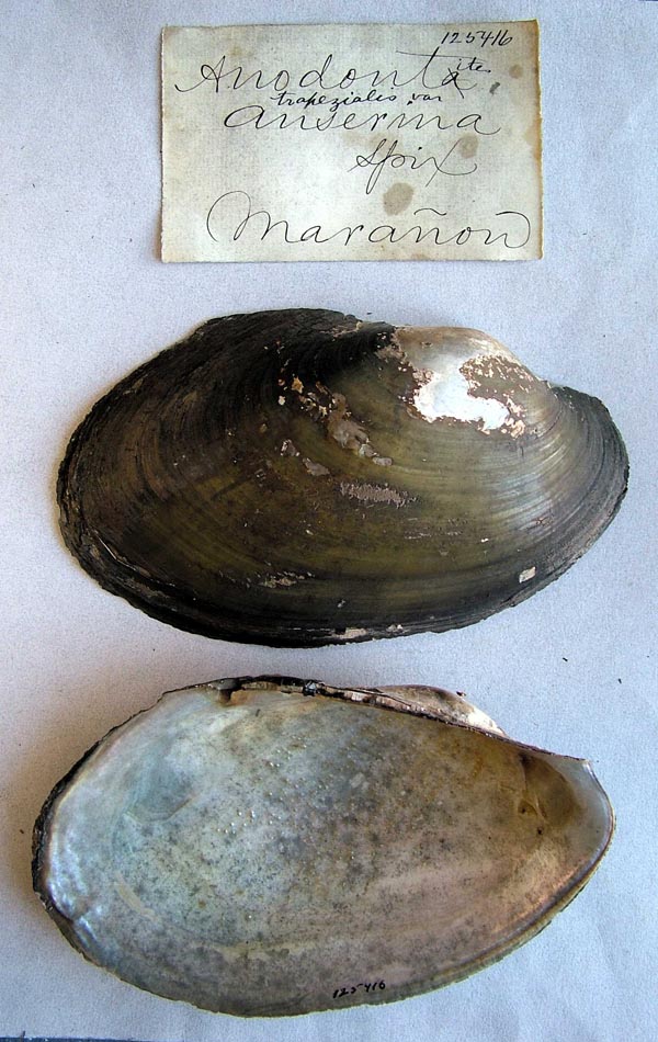 specimen