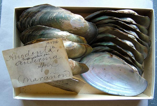 specimen