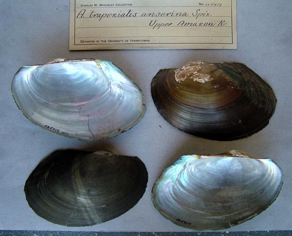 specimen